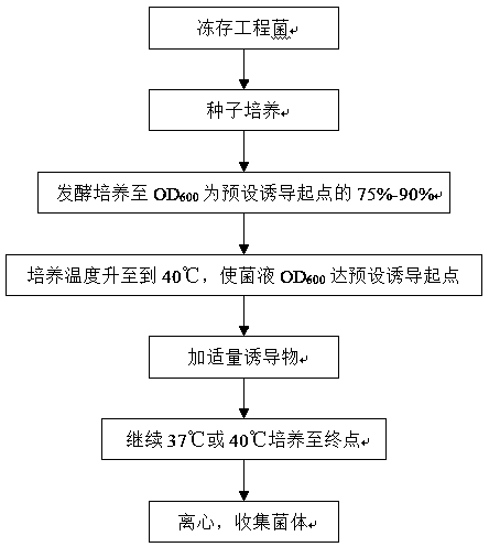 A method for increasing the expression level of soluble recombinant prokinein 2β in Escherichia coli