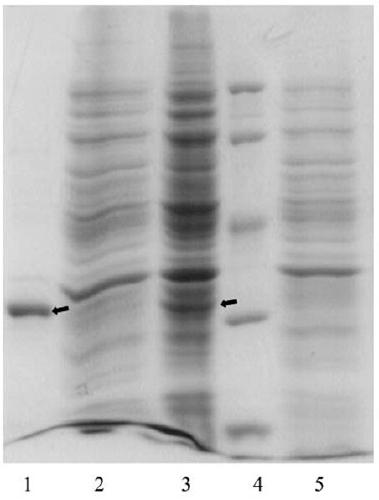 A method for increasing the expression level of soluble recombinant prokinein 2β in Escherichia coli