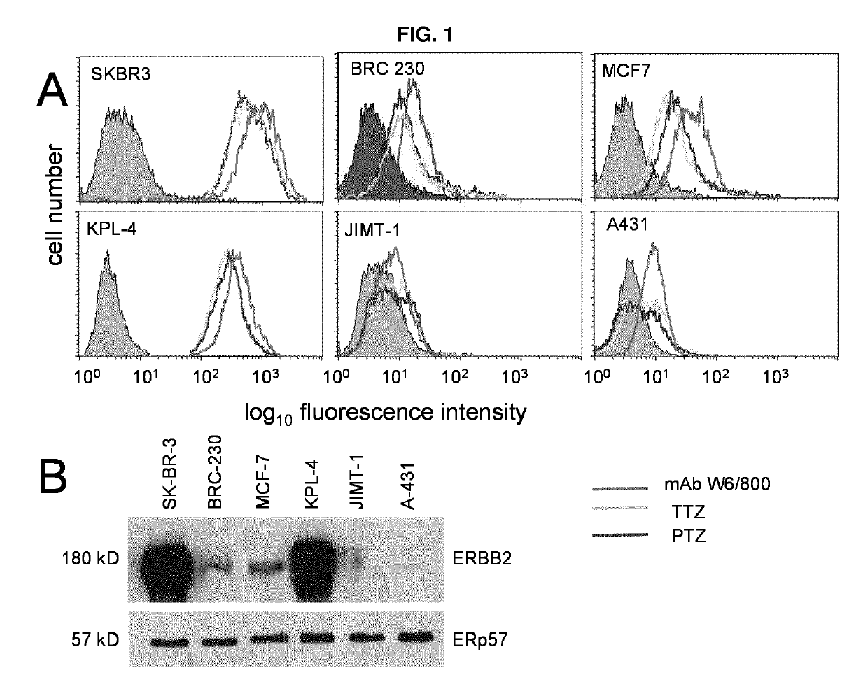 Erbb2-targeting antibody