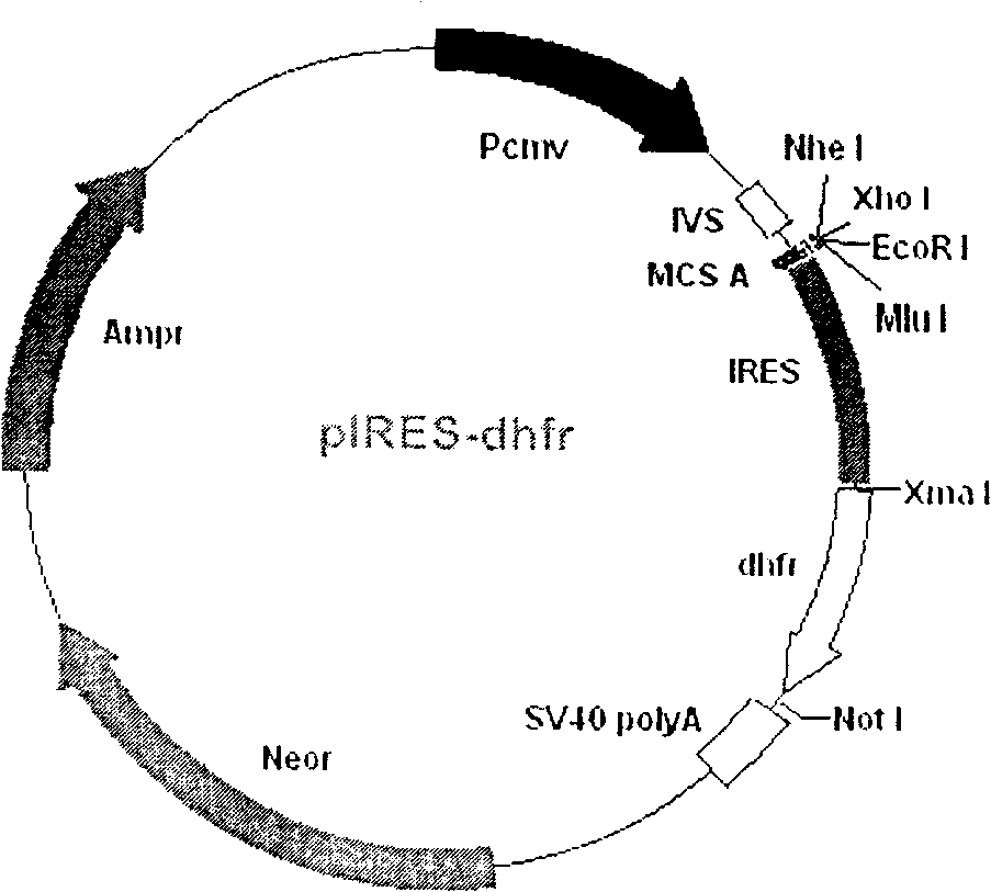 Low molecular-weight urokinase mutant and its expression vector