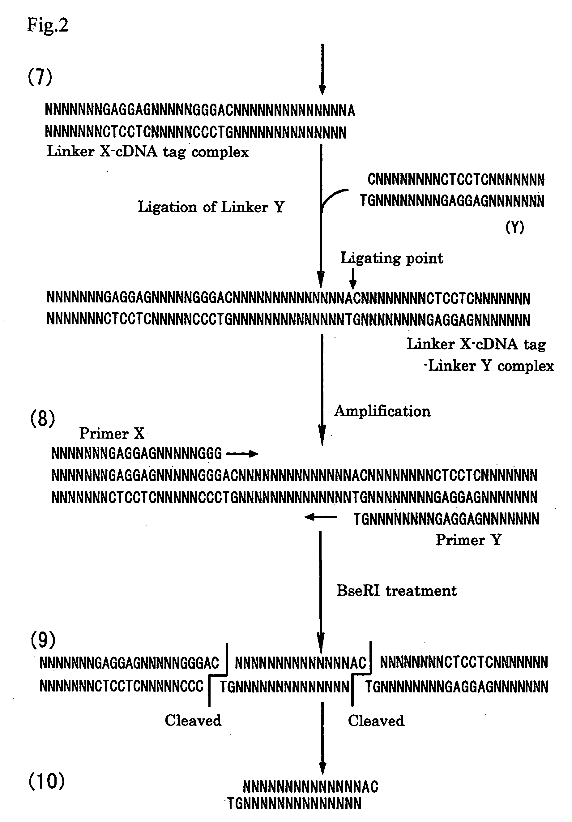 Method of constructing cdna tag for identifying expressed gene and method of analyzing gene expression