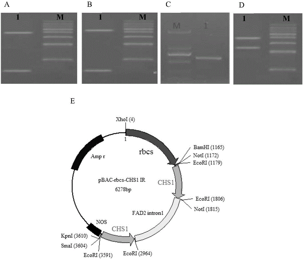 DNA molecule for expressive inhibition of hairpin RNA of Sitobion avenae chitin synthetase 1 gene and application thereof