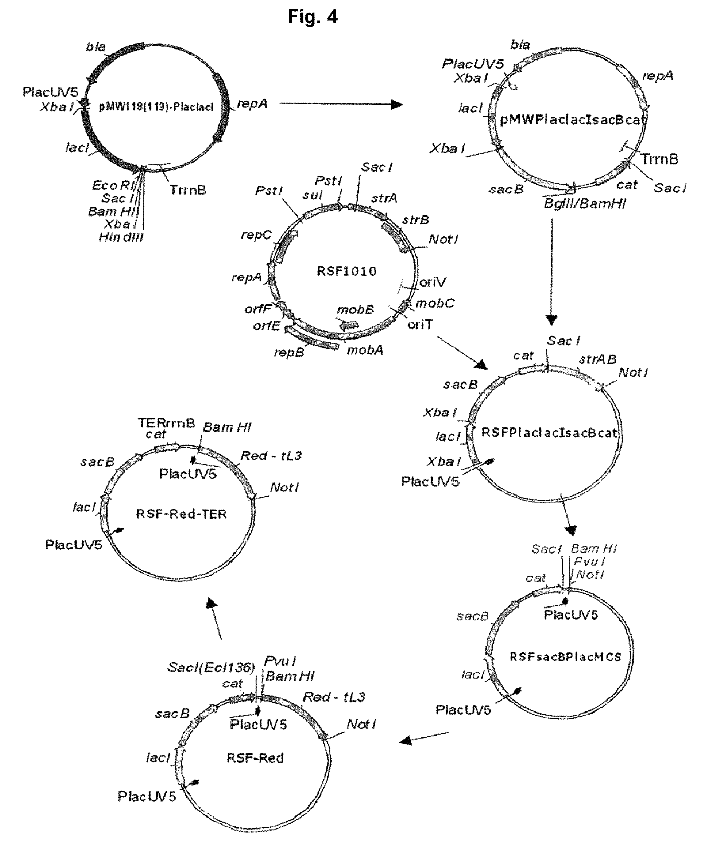 Method for producing an organic acid