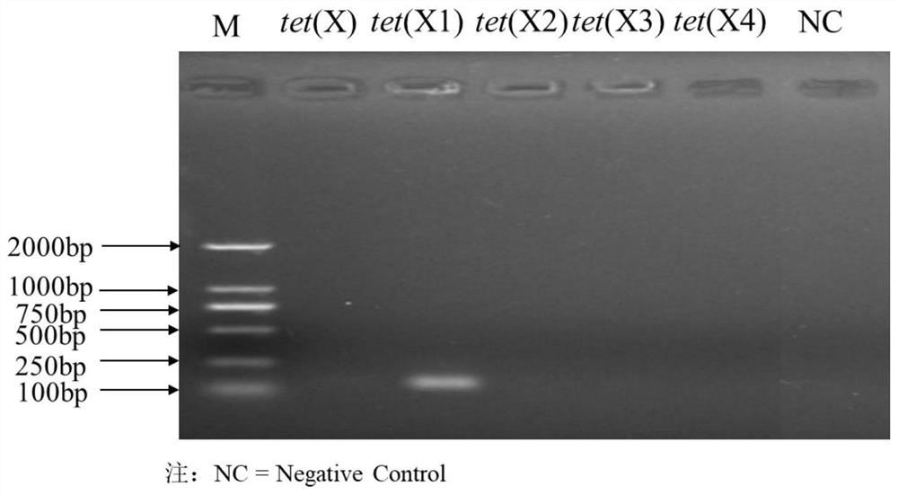 Fluorescent quantitative PCR primer composition for detecting tigecycline drug-resistant gene tet(X) and variants thereof and application of fluorescent quantitative PCR primer composition