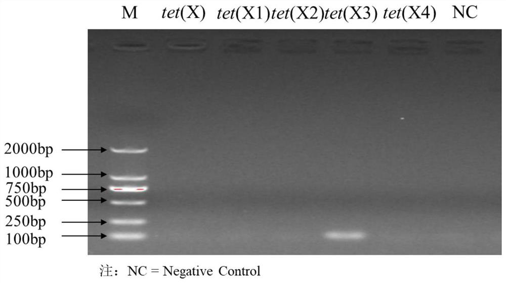 Fluorescent quantitative PCR primer composition for detecting tigecycline drug-resistant gene tet(X) and variants thereof and application of fluorescent quantitative PCR primer composition