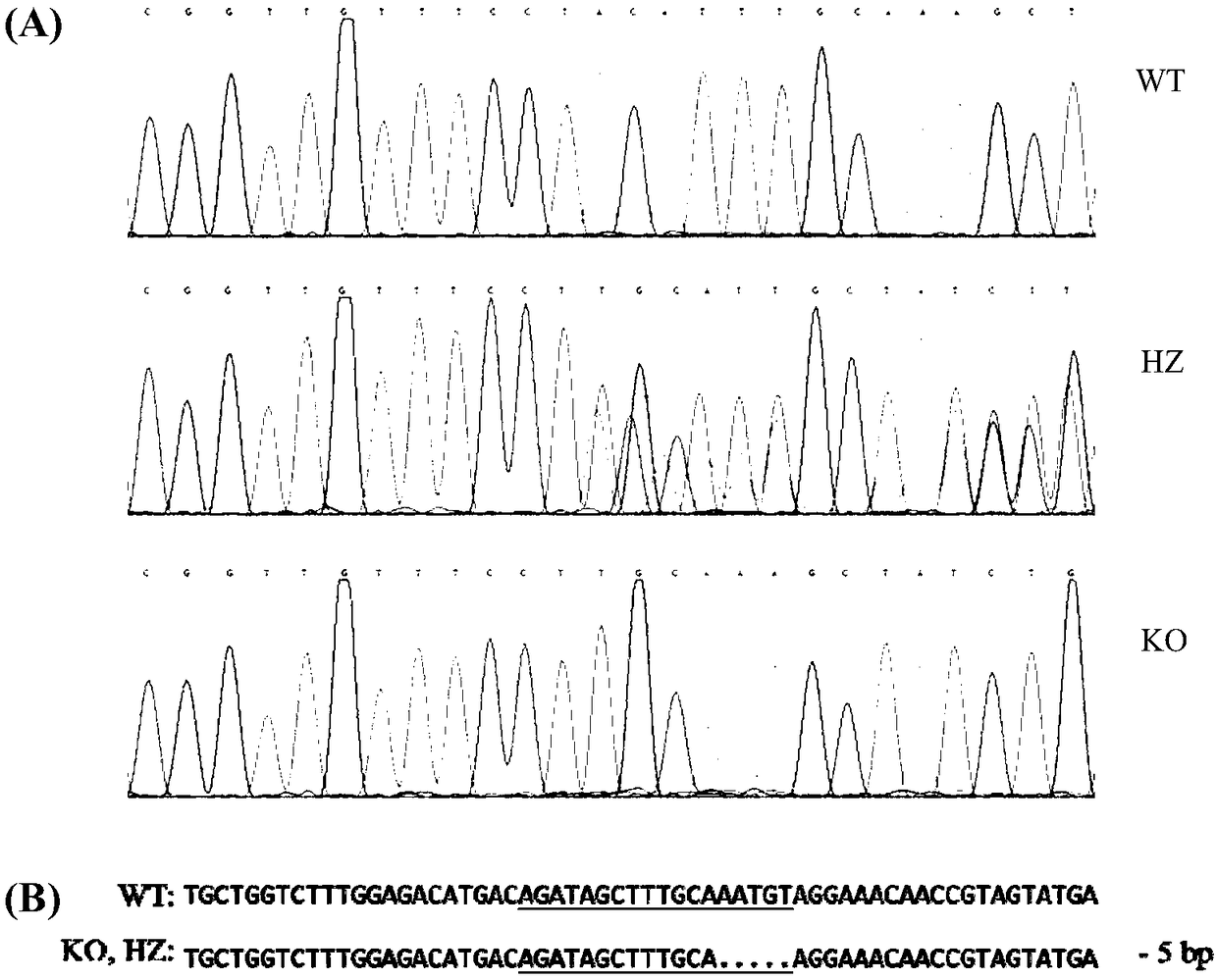 Mdr1a/1b double-gene knockout method and application