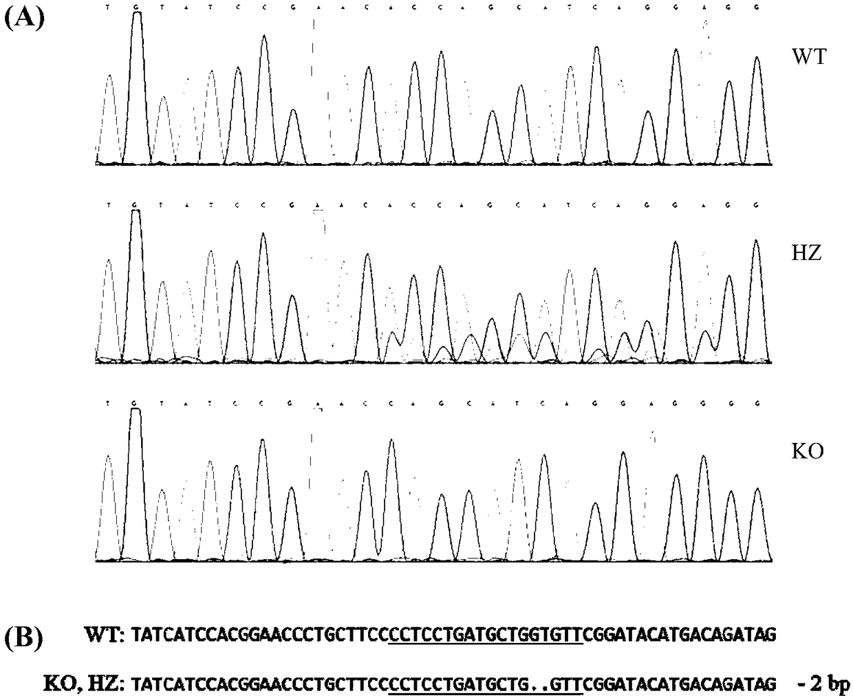 Mdr1a/1b double-gene knockout method and application