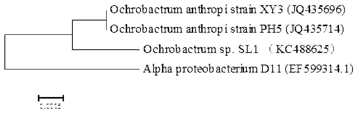 Ochrobactrum anthropi SL1 and application thereof to removal of repugnant substances containing sulfur