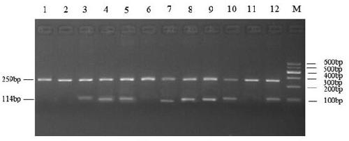 A method for quail sex identification based on pcr technology