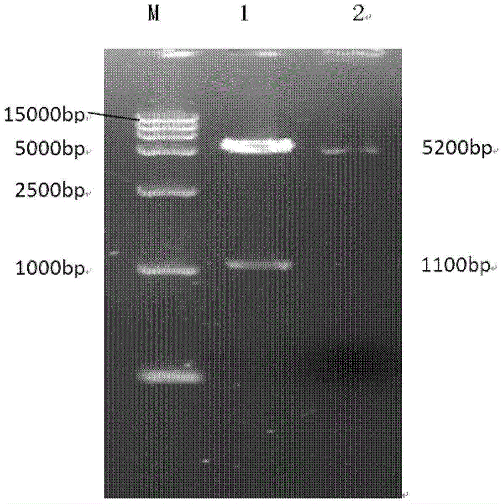 Peste des petits ruminants virus antibody detection kit based on ipma