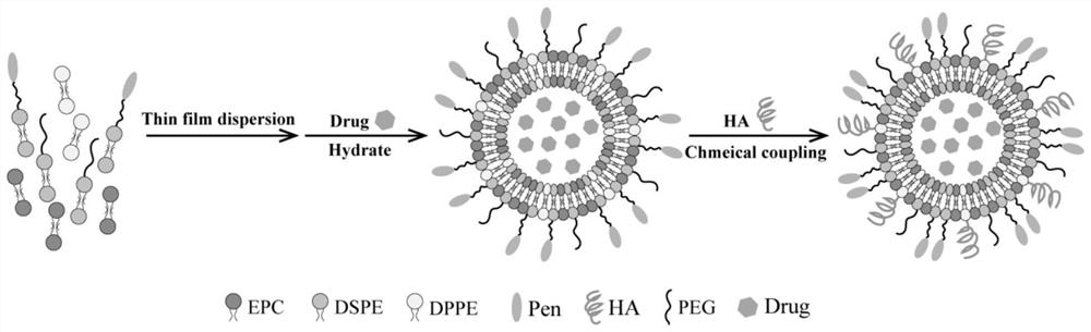 Ophthalmic liposome capable of penetrating cornea and targeting retina as well as preparation method and application of ophthalmic liposome