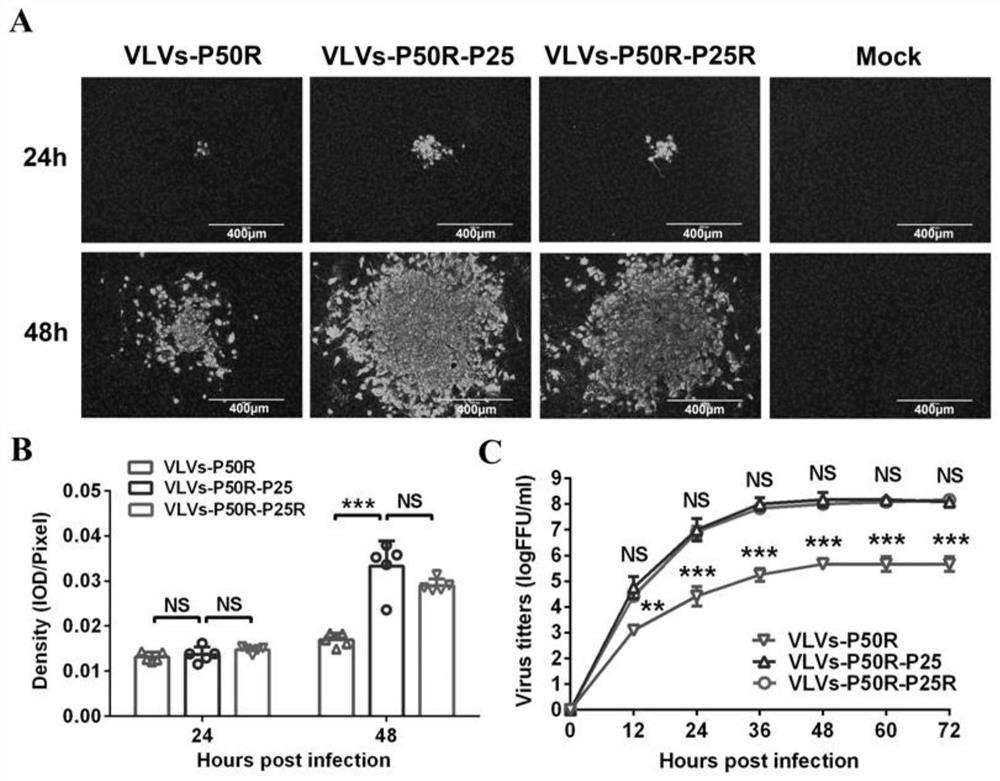 Infectious clone containing rabies virus glycoprotein and application