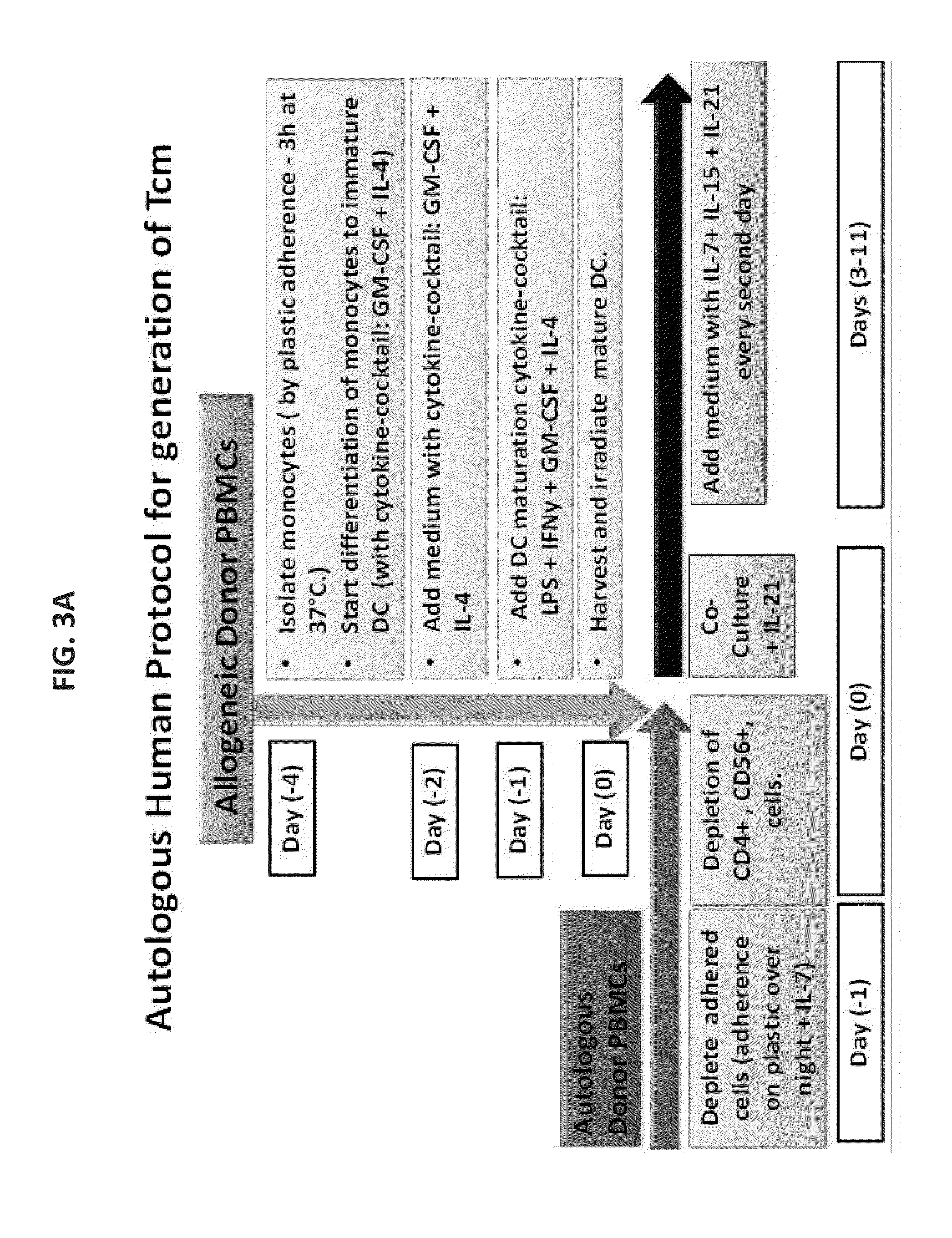 Anti third party central memory t cells, methods of producing same and use of same in transplantation and disease treatment