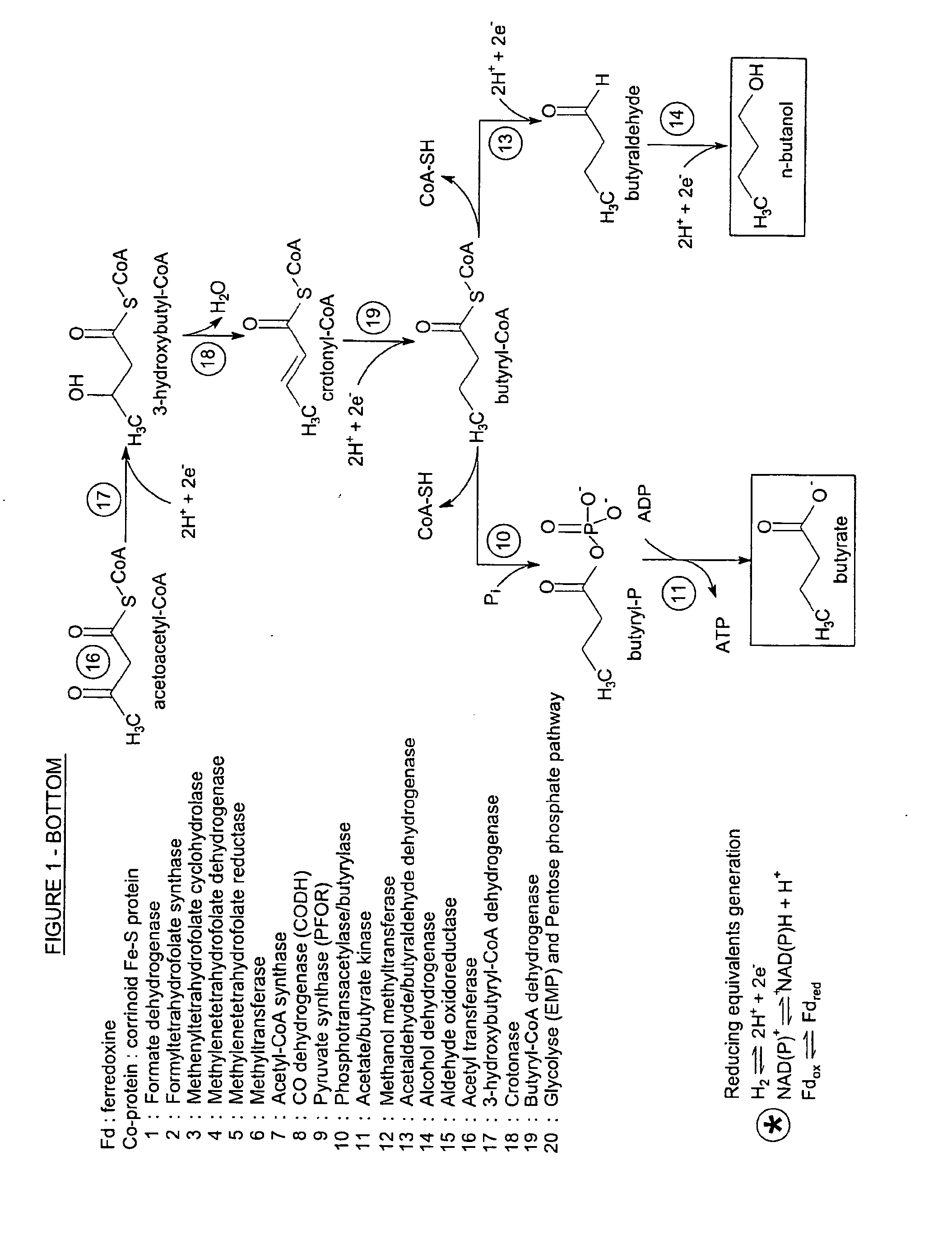 Process for producing propylene from syngas via fermentative propanol production and dehydration