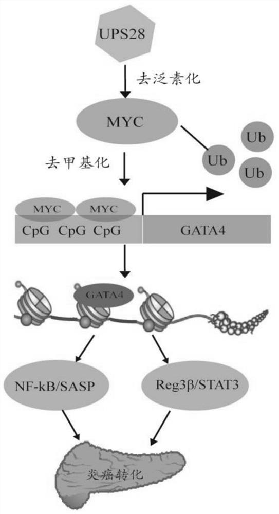 Application of GATA4 inhibitor in inhibition of NF-[kappa]B/STAT3 signal channel