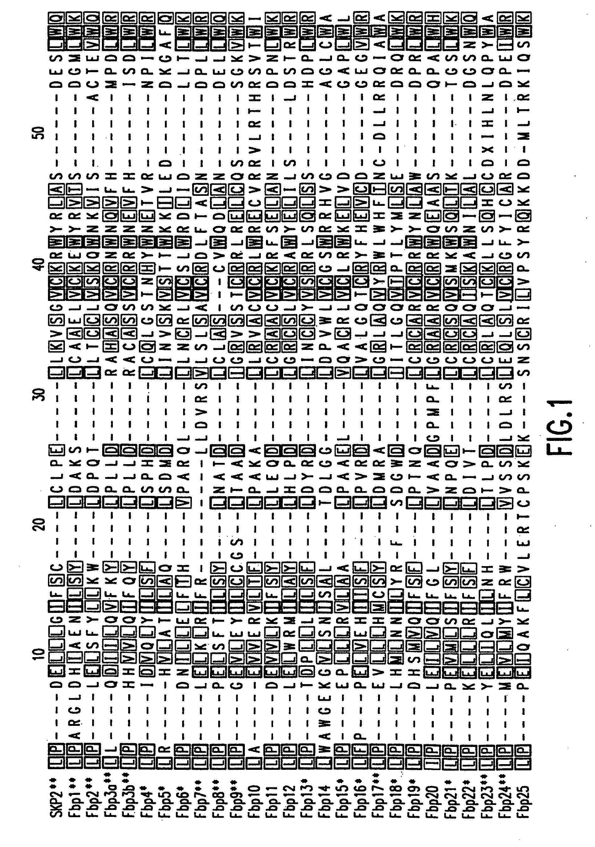 Methods to identify compounds useful for the treatment of proliferative and differentiative disorders