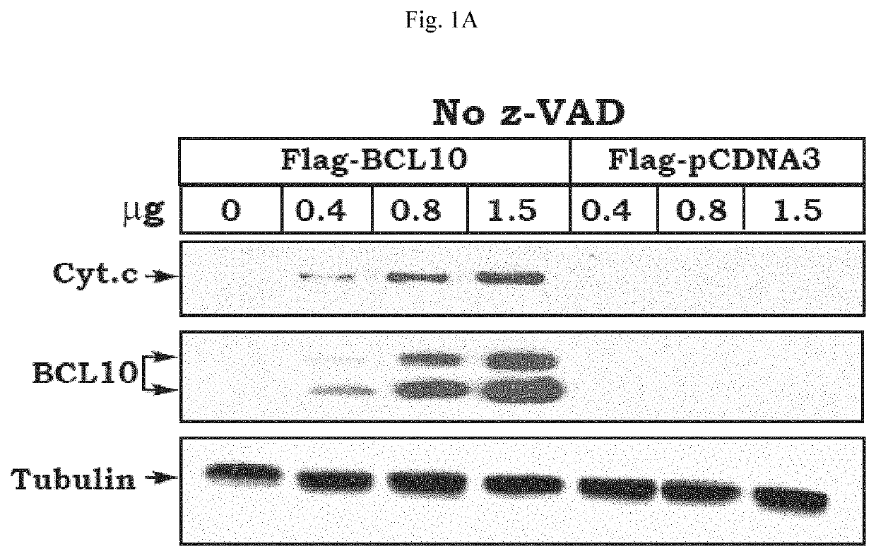 Purification and identification of a protein complex containing b-cell lymphoma protein (BCL10)