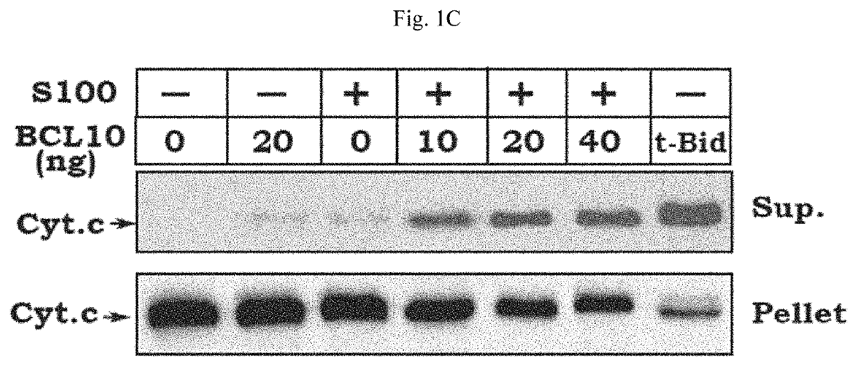 Purification and identification of a protein complex containing b-cell lymphoma protein (BCL10)