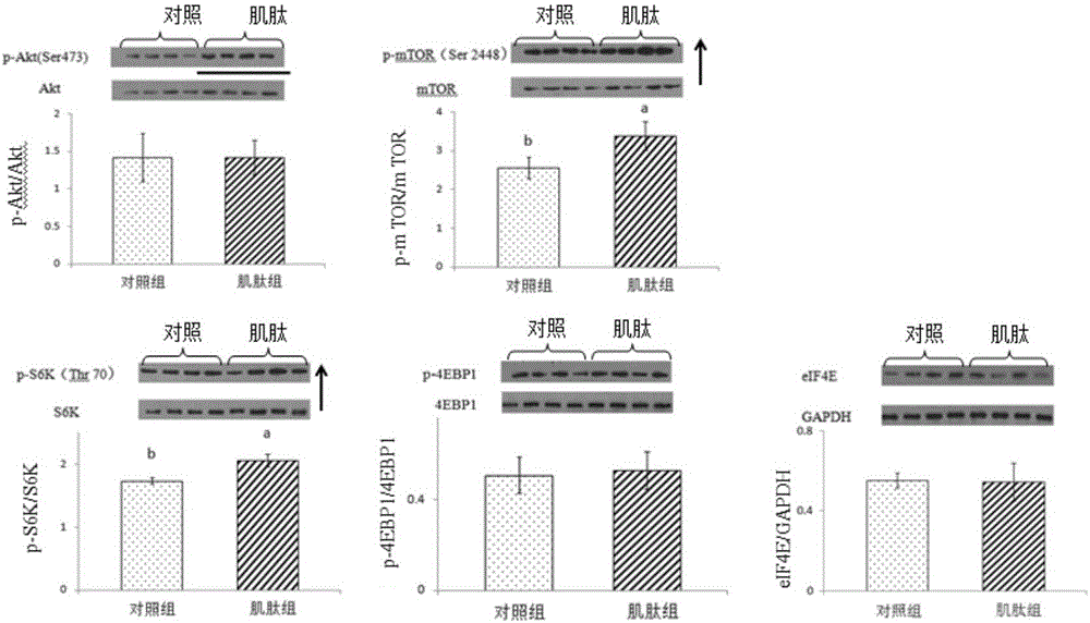Feed additive for promoting growth of porcine skeletal muscle and application thereof