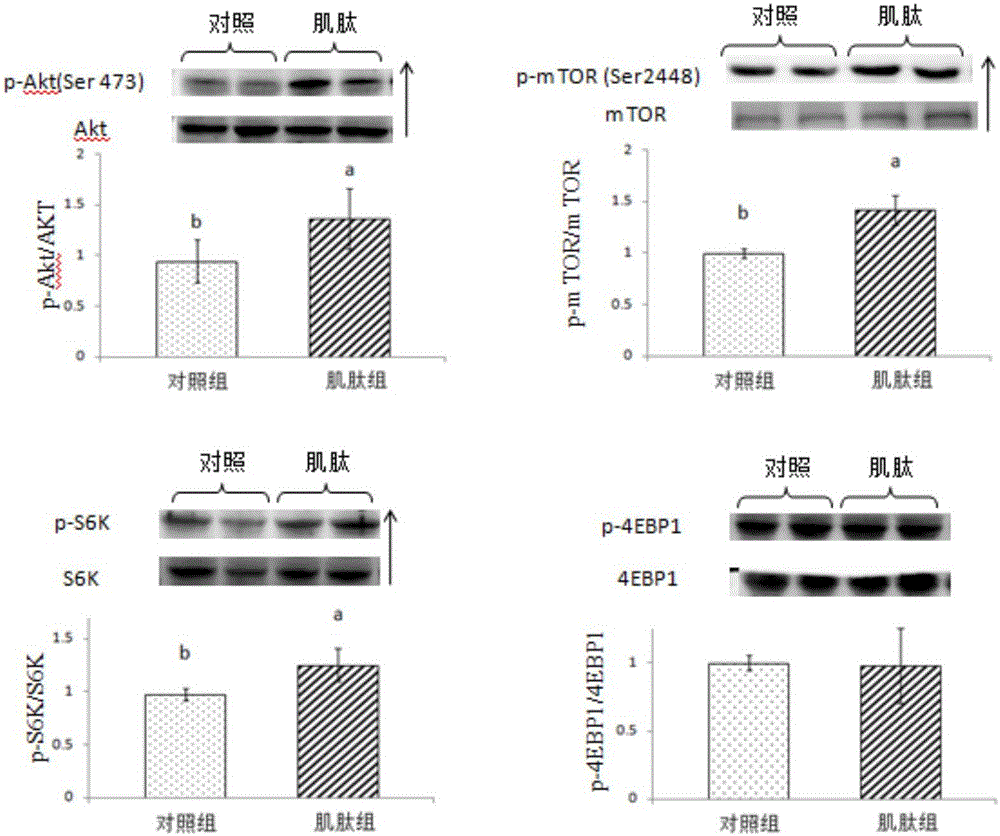 Feed additive for promoting growth of porcine skeletal muscle and application thereof