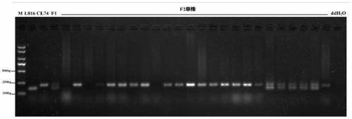 Indel molecular marker for identifying novel single fasciated inflorescence of capsicum annuum L., primer and application