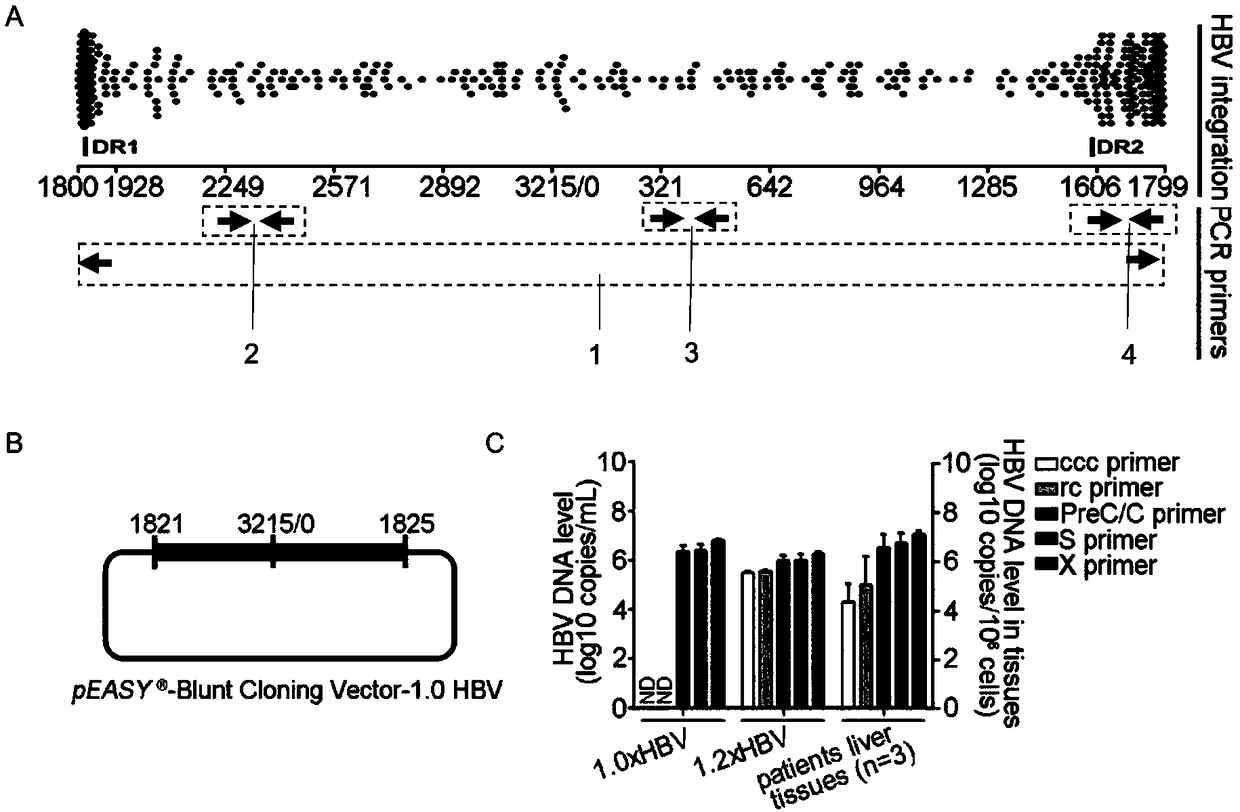 Oligonucleotide composition and method for detecting hepatitis B virus (HBV) rcDNA (Relaxed Circular deoxyribonucleic acid) and/ or cccDNA (Covalently Closed Circular DNA), kit and application of oligonucleotide composition
