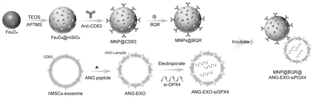 Brain glioma targeting system based on magnetic nanoparticle composite engineered exosome and application of brain glioma targeting system