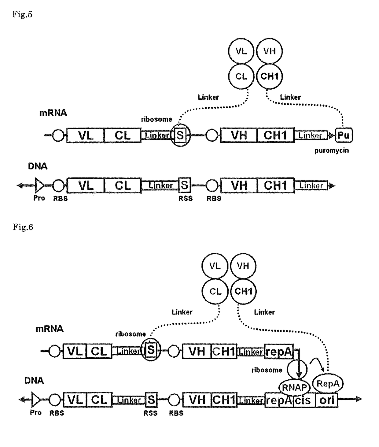 Polynucleotide construct capable of displaying fab in a cell-free translation system, and method for manufacturing and screening fab using same
