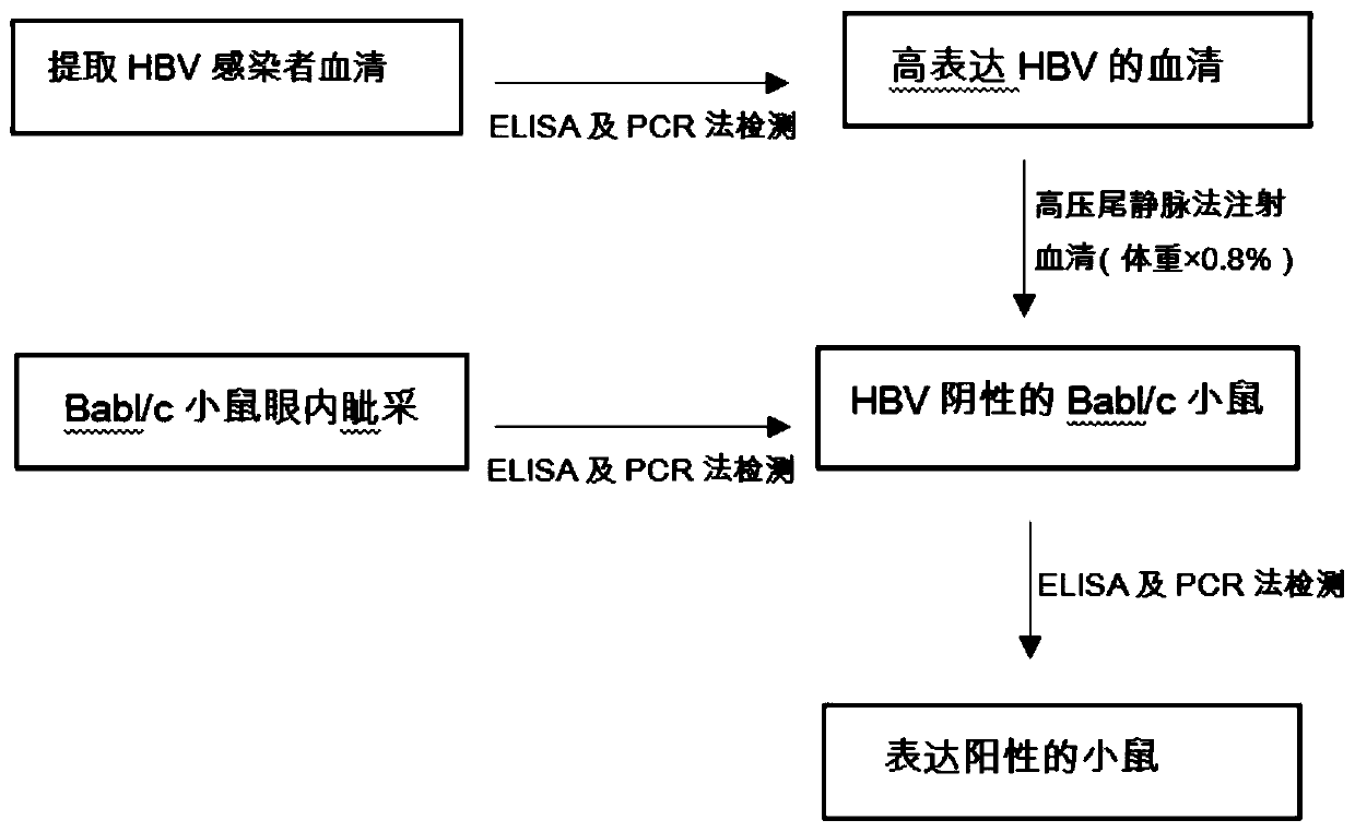 Construction method for suckling mouse model infected by hepatitis B virus and application of method