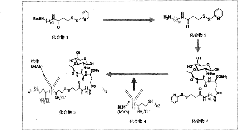 Preparation method of muramyl dipeptide-anti-CD20 immune conjugate and application thereof