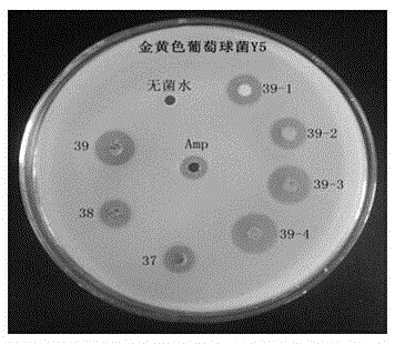 Method for artificial synthesis of antimicrobial peptides