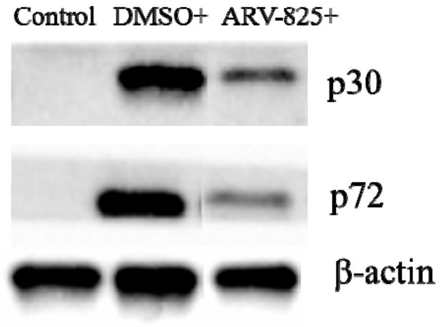 The new application of compound arv-825 for the preparation of drugs for the prevention or treatment of African swine fever