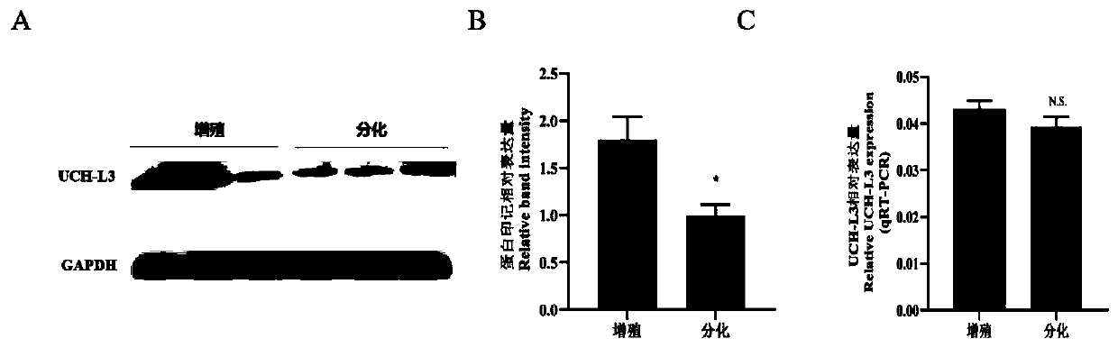 Method for inhibiting myogenic differentiation of bovine skeletal muscle satellite cells by interfering UCH-L3 expression