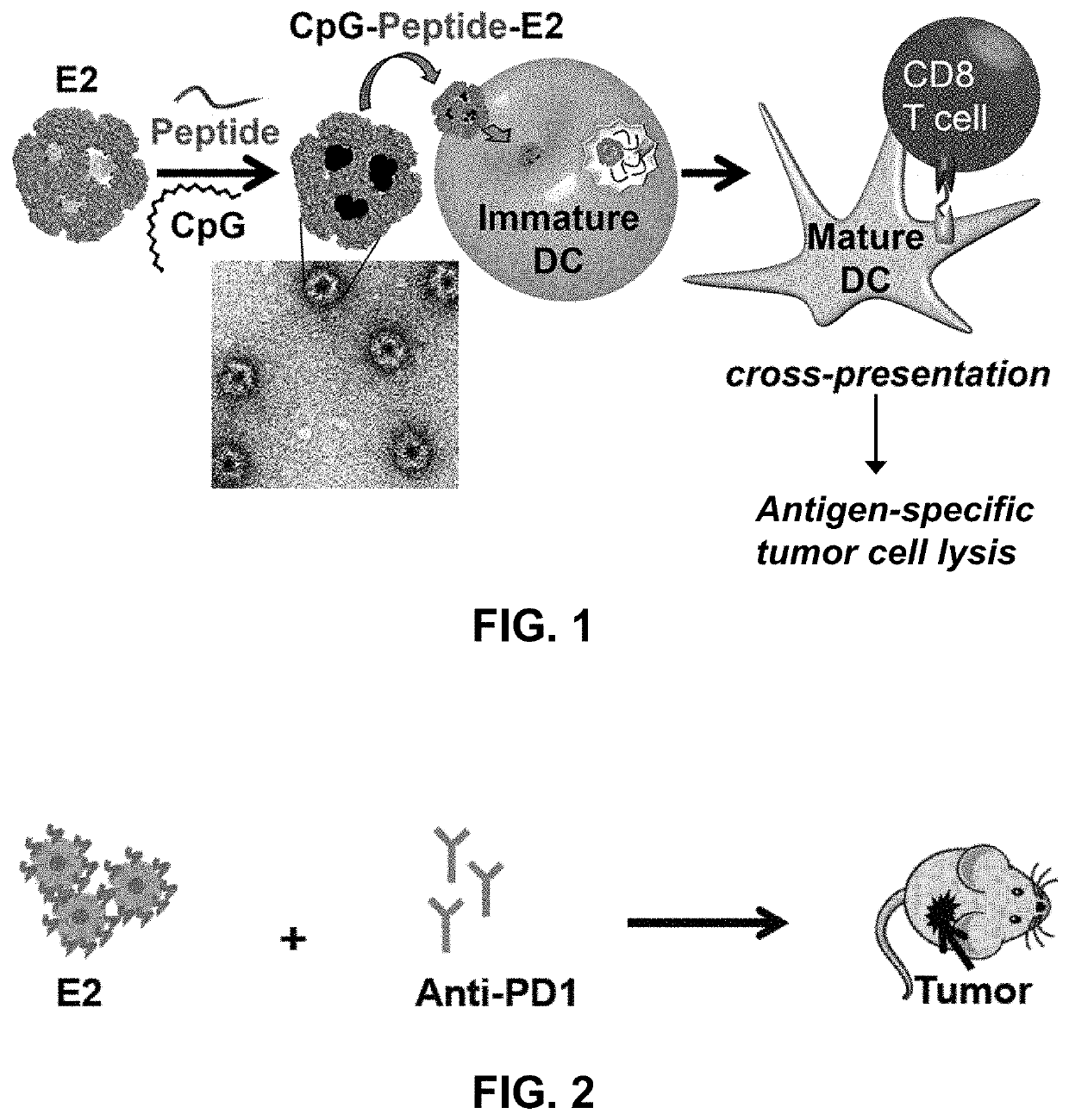 Protein nanoparticles and combination therapy for cancer immunotherapy