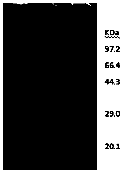 A kind of alfalfa trypsin inhibitor mt-mth2-36p5 and its coding gene and application