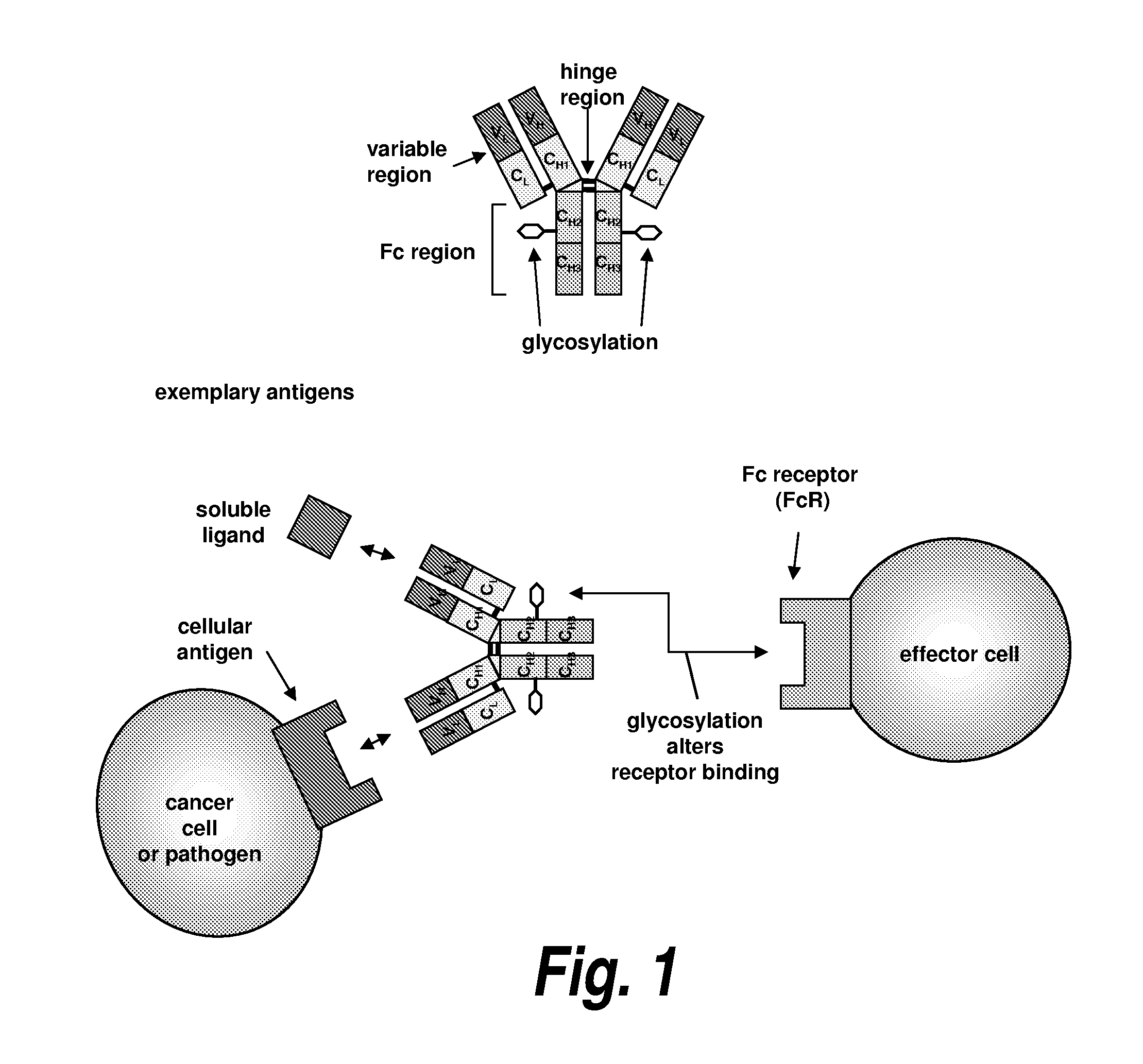 Stabilized fc polypeptides with reduced effector function and methods of use