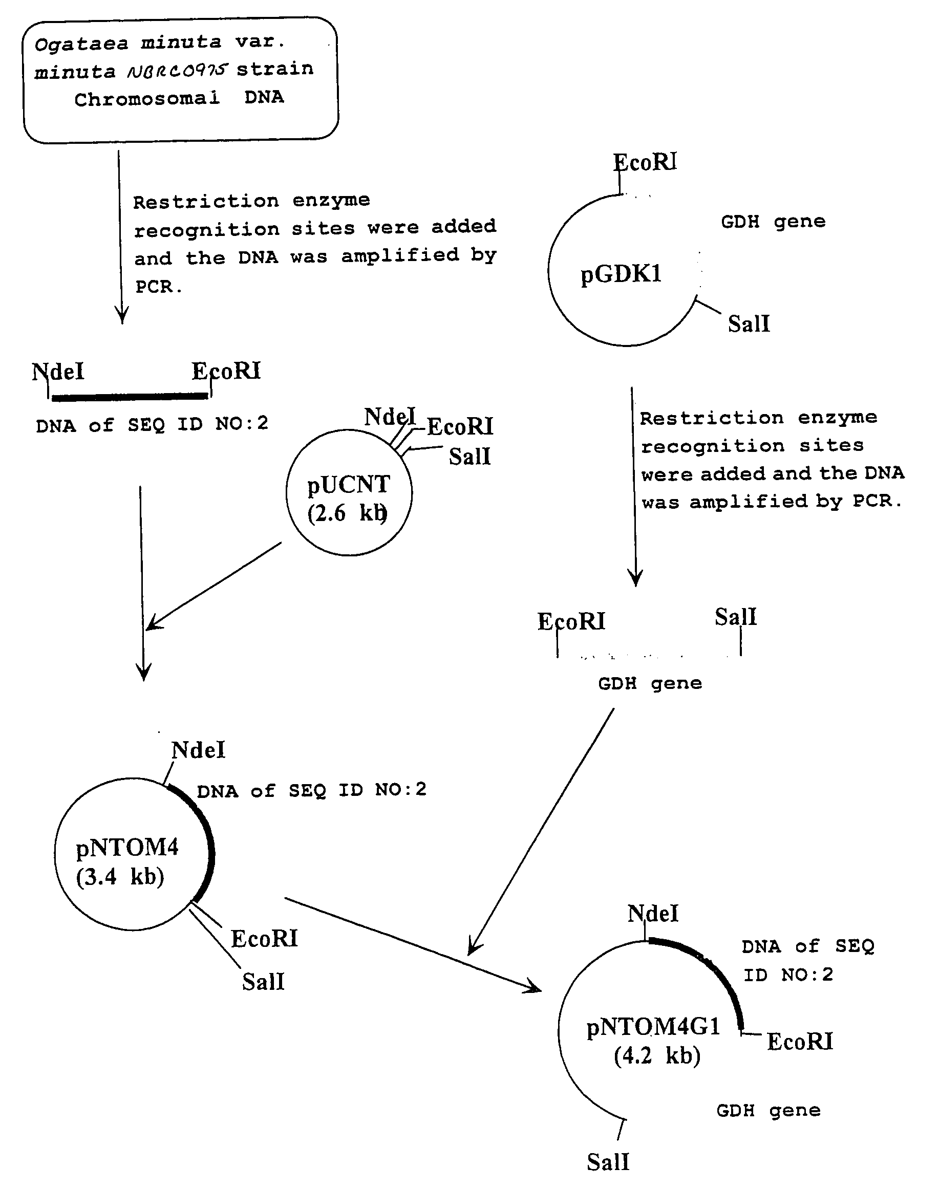 Novel Carbonyl Reductase, Gene Thereof and Method of Using the Same