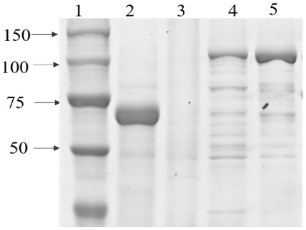 Caffeic acid O-methyltransferase (COMT3) in Morus notabili and application thereof