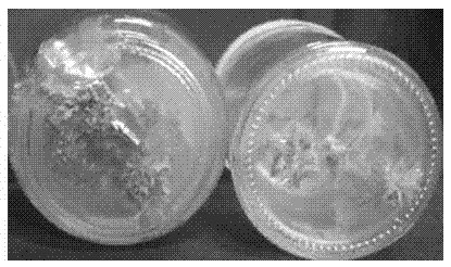 In-vitro sodium azide (NaN3) mutation breeding technology of dendranthema morifolium