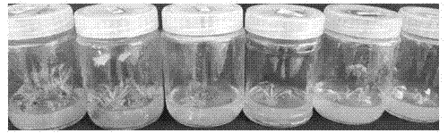 In-vitro sodium azide (NaN3) mutation breeding technology of dendranthema morifolium