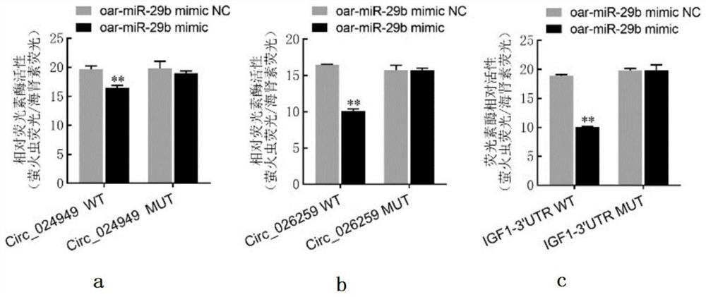 circRNA of targeted competitive binding of oar-miR-29b and application of circRNA