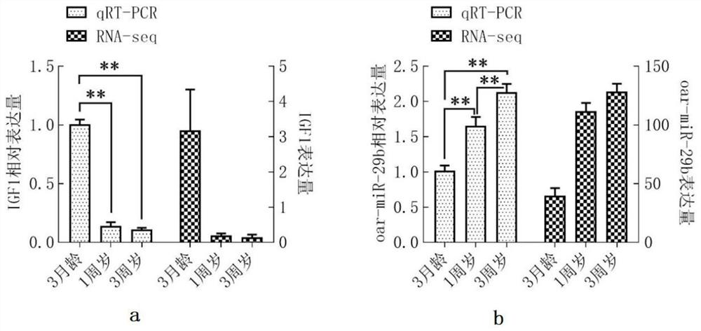 circRNA of targeted competitive binding of oar-miR-29b and application of circRNA