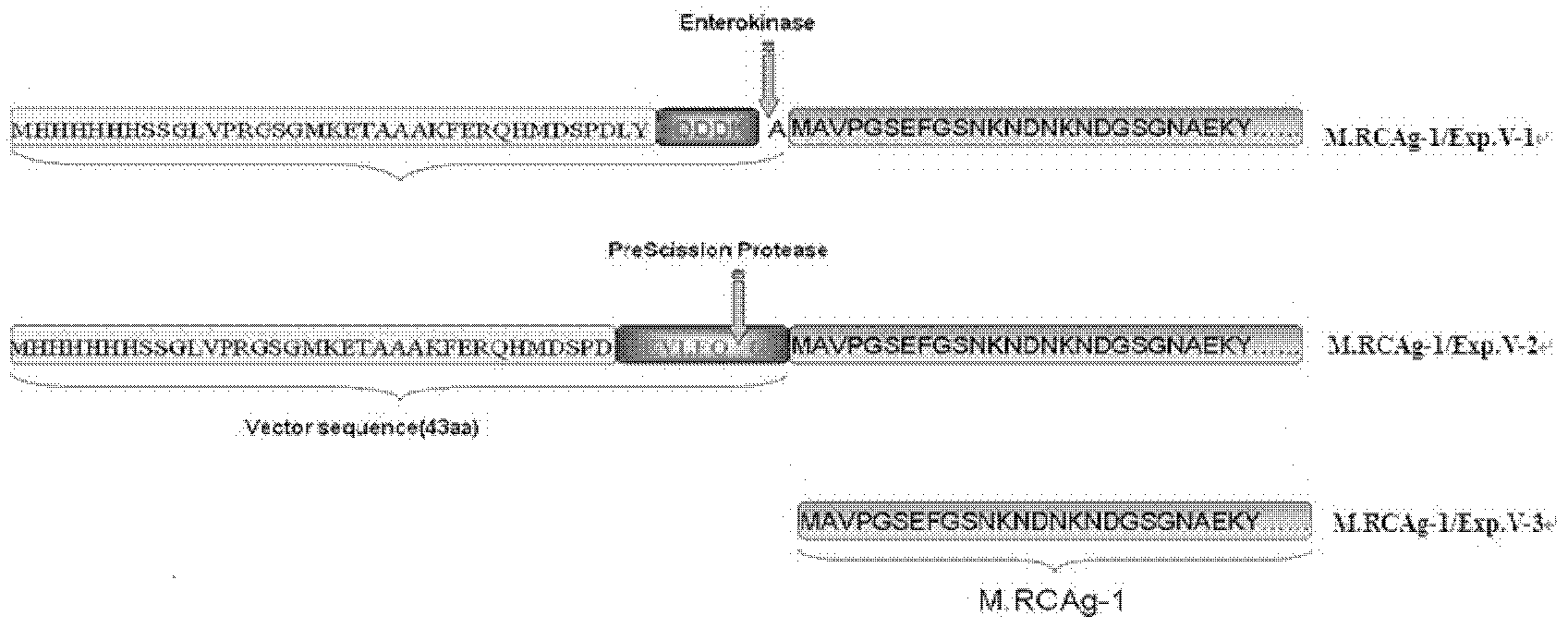 Fusion protein, use thereof, and anti-malarial vaccine and antibody thereof