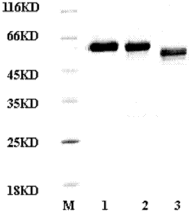 Fusion protein, use thereof, and anti-malarial vaccine and antibody thereof