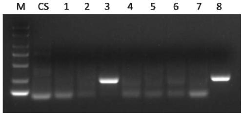 A complete set of molecular markers for detecting the chromosome arms of T. villosa and its application