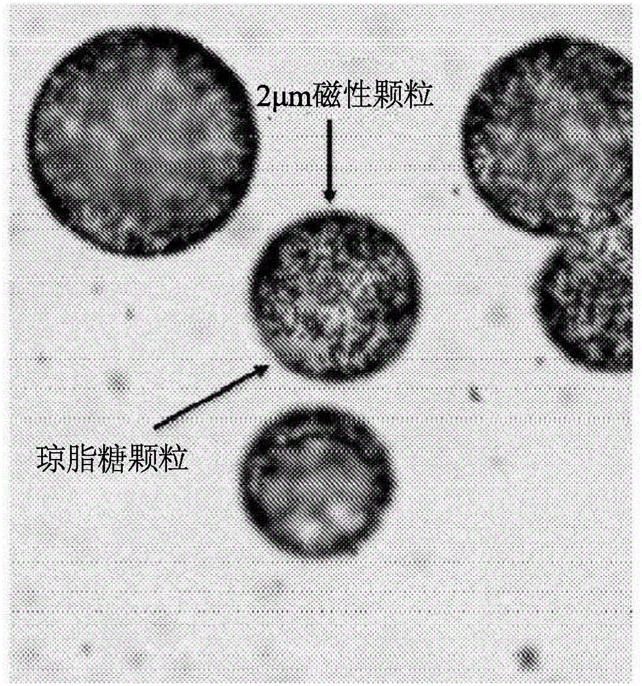 New diagnostic assay using particles with magnetic properties