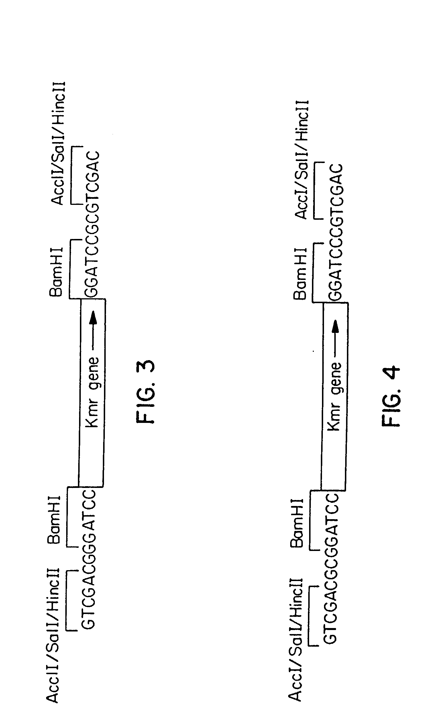 Expression and secretion of heterologous polypeptides from caulobacter