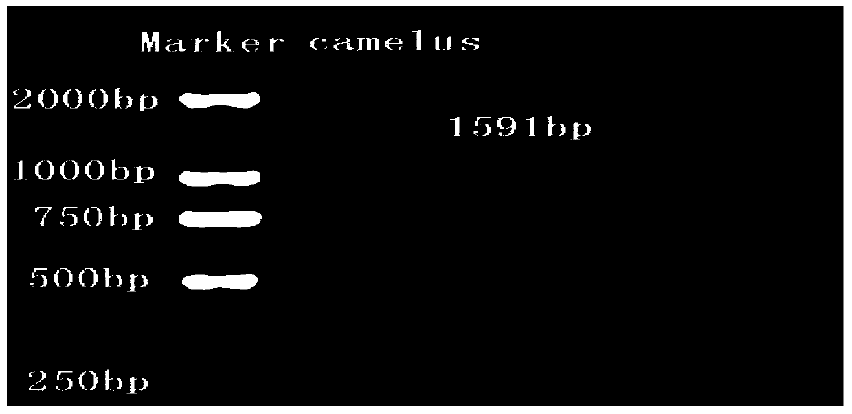 Nucleotide sequence for coding Bactrian camel cytochrome P450, Bactrian camel cytochrome P450 and application thereof