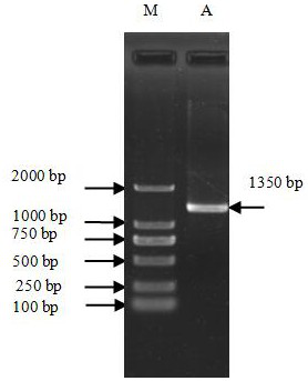 Reference gene TUB of Luffa cylindrica. L, primers of reference gene TUB and application of primers