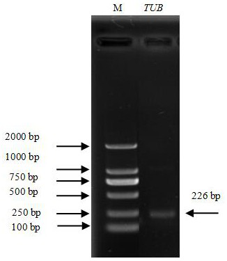 Reference gene TUB of Luffa cylindrica. L, primers of reference gene TUB and application of primers